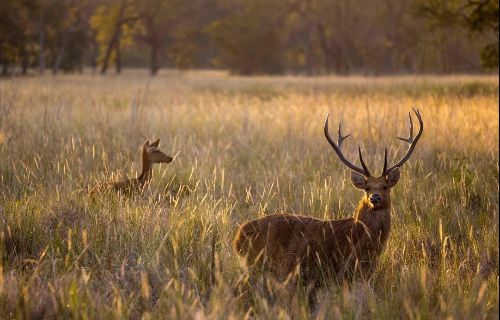 Kanha National Park